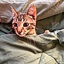 Buck is registered to the contest to win money with this photo: cat, kitten, tabby, pet, animal, whiskers, ears, blanket, green, curious, wide_eyes, indoor, cozy, fur, young, cute, face, resting, soft, playful