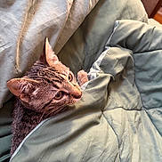 Buck joined the competition — help win amazing prizes! cat, kitten, tabby, blanket, green_blanket, cozy, indoor, pet, fur, whiskers, ears, curious, cute, animal, sleeping_area, bed, comfort, soft, resting, young_cat