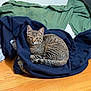 cat, tabby, animal, pet, feline, sleepy, curled_up, indoor, wooden_floor, blanket, clothing, sweatshirt, resting, cozy, fur, ears, tail, striped, cute, relaxed