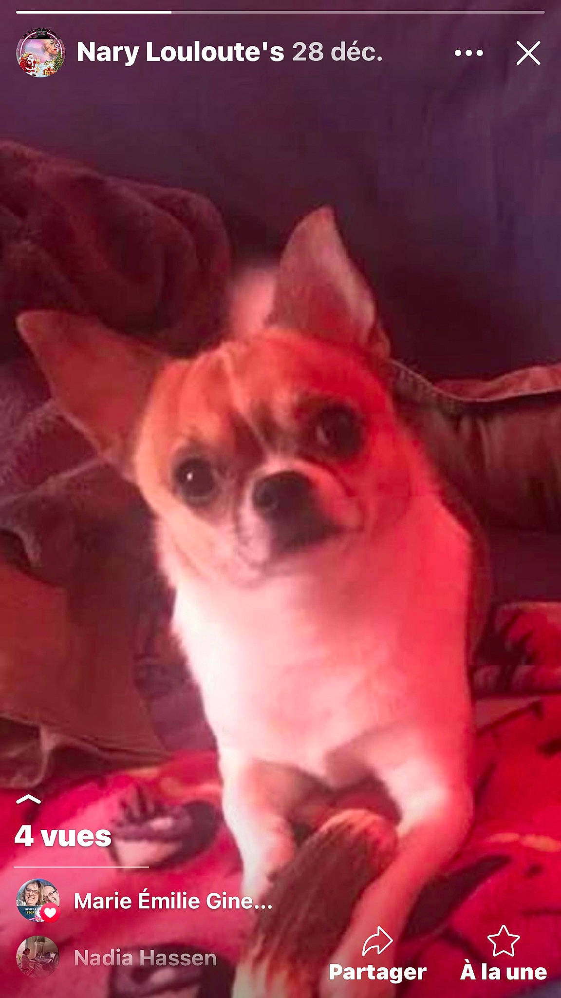 Miky participe au concours pour gagner de l'argent avec cette photo : canidae, carnivore, chihuahua, companion_dog, dog, dog_breed, fawn, non_sporting_group, photo_caption, pink, puppy, red, snout, toy_dog, whiskers, working_animal