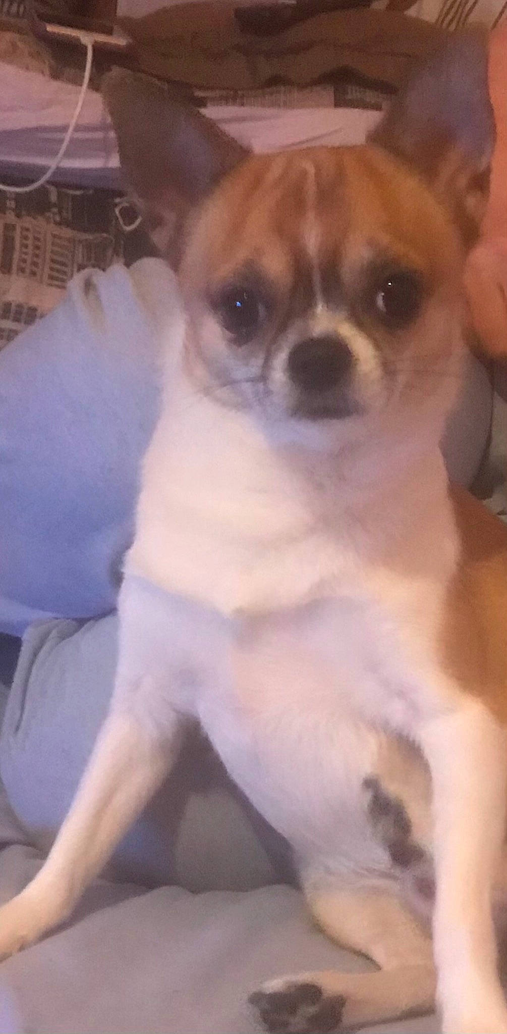 Miky participe au concours pour gagner de l'argent avec cette photo : brown, canidae, carnivore, chihuahua, dog, dog_breed, fawn, fur, neck, non_sporting_group, puppy, sitting, skin, snout, sporting_group, tan, toy_dog, vertebrate, whiskers, working_animal