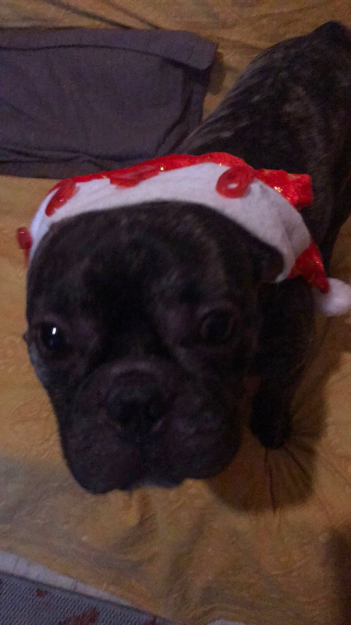 Neo a rejoint le concours — aidez-le/la à gagner de superbes lots ! canidae, carmine, carnivore, companion_dog, coquelicot, dog, dog_breed, dog_supply, fawn, mammal, molosser, non_sporting_group, pug, puppy, red, snout, sporting_group, working_animal, working_dog