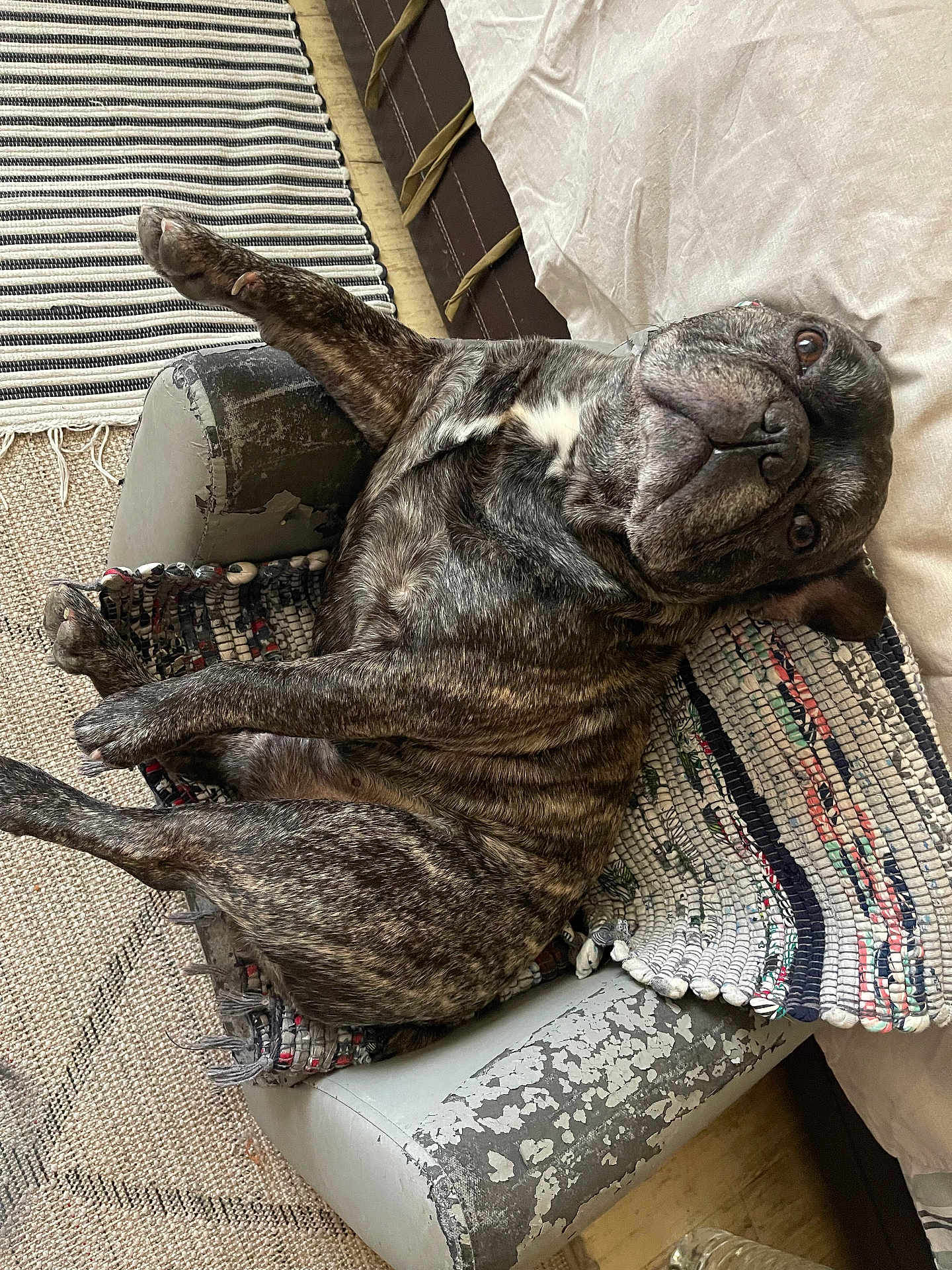 Monsieur Néo participe au concours pour gagner de l'argent avec cette photo : dog, brindle, lounge, armchair, woven_mat, indoor, relaxed, pet, furniture, home, cozy, sleepy, canine, resting, textured_rug, closeup, snout, paw, fur, companion