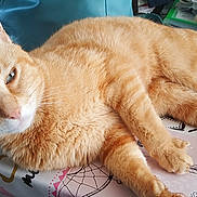 Garfield participe au concours pour gagner de l'argent avec cette photo : carnivoran, cat, cat_like_mammal, domestic_short_haired_cat, fauna, fur, kitten, small_to_medium_sized_cats, snout, tabby_cat, whiskers