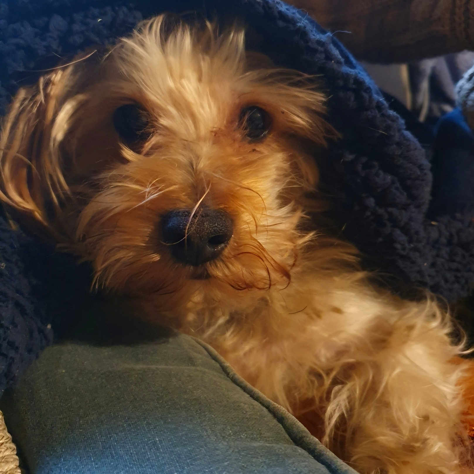 Filou