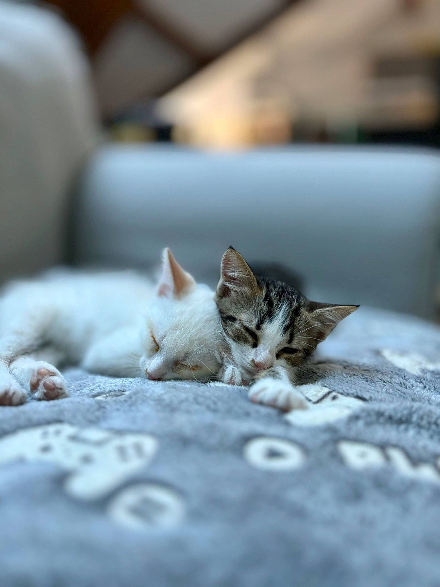 Ace Et Kenaï a rejoint le concours — aidez-le/la à gagner de superbes lots ! carnivore, cat, claw, comfort, couch, domestic_short_haired_cat, felidae, flooring, fur, grey, linens, monochrome_photography, paw, small_to_medium_sized_cats, snout, terrestrial_animal, tree, whiskers, wood