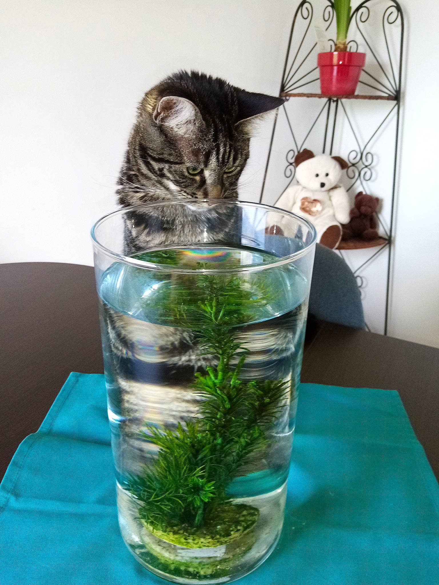 Olly a rejoint le concours — aidez-le/la à gagner de superbes lots ! annual_plant, carnivore, cat, cat_supply, chair, domestic_short_haired_cat, electric_blue, felidae, glass, grass, herb, herbaceous_plant, houseplant, pet_supply, plant, small_to_medium_sized_cats, terrestrial_plant, vertebrate, water, whiskers