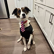 Max joined the competition — help win amazing prizes! dog, tie, clothing, floor, wooden_floor, kitchen, cabinets, door, pet, sitting, brown_and_white, collar, indoor, looking_up, ears_up, animal, household, polite, domestic_animal, canine