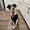dog, tie, clothing, floor, wooden_floor, kitchen, cabinets, door, pet, sitting, brown_and_white, collar, indoor, looking_up, ears_up, animal, household, polite, domestic_animal, canine