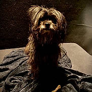 Bella is registered to the contest to win money with this photo: animal, blanket, bone, brown, companion, cozy, cute, dim_lighting, dog, fluffy, fur, indoors, long_hair, pet, portrait, resting, shadow, soft, texture, treat