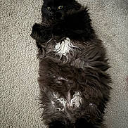 Mina is registered to the contest to win money with this photo: cat, black_cat, fluffy, long_hair, white_patch, pet, animal, lying_down, carpet, indoor, curious_eyes, furry, relaxed, cute, domestic_cat, mammal, whiskers, paw, fur, resting