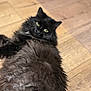 cat, black_cat, fluffy, fur, pet, animal, indoor, wooden_floor, lying_down, relaxed, yellow_eyes, curious, feline, cute, domestic_animal, whiskers, soft_focus, mammal, close_up, portrait