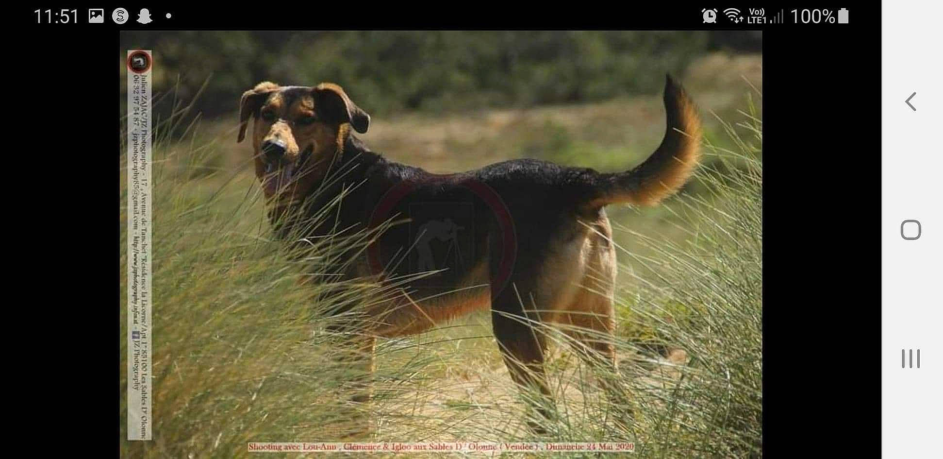 Igloo participe au concours pour gagner de l'argent avec cette photo : adaptation, canidae, carnivore, collar, companion_dog, dog, dog_breed, fence, grass, grassland, landscape, liver, natural_landscape, pack_animal, plant, snout, sporting_group, tail, terrestrial_animal, working_animal