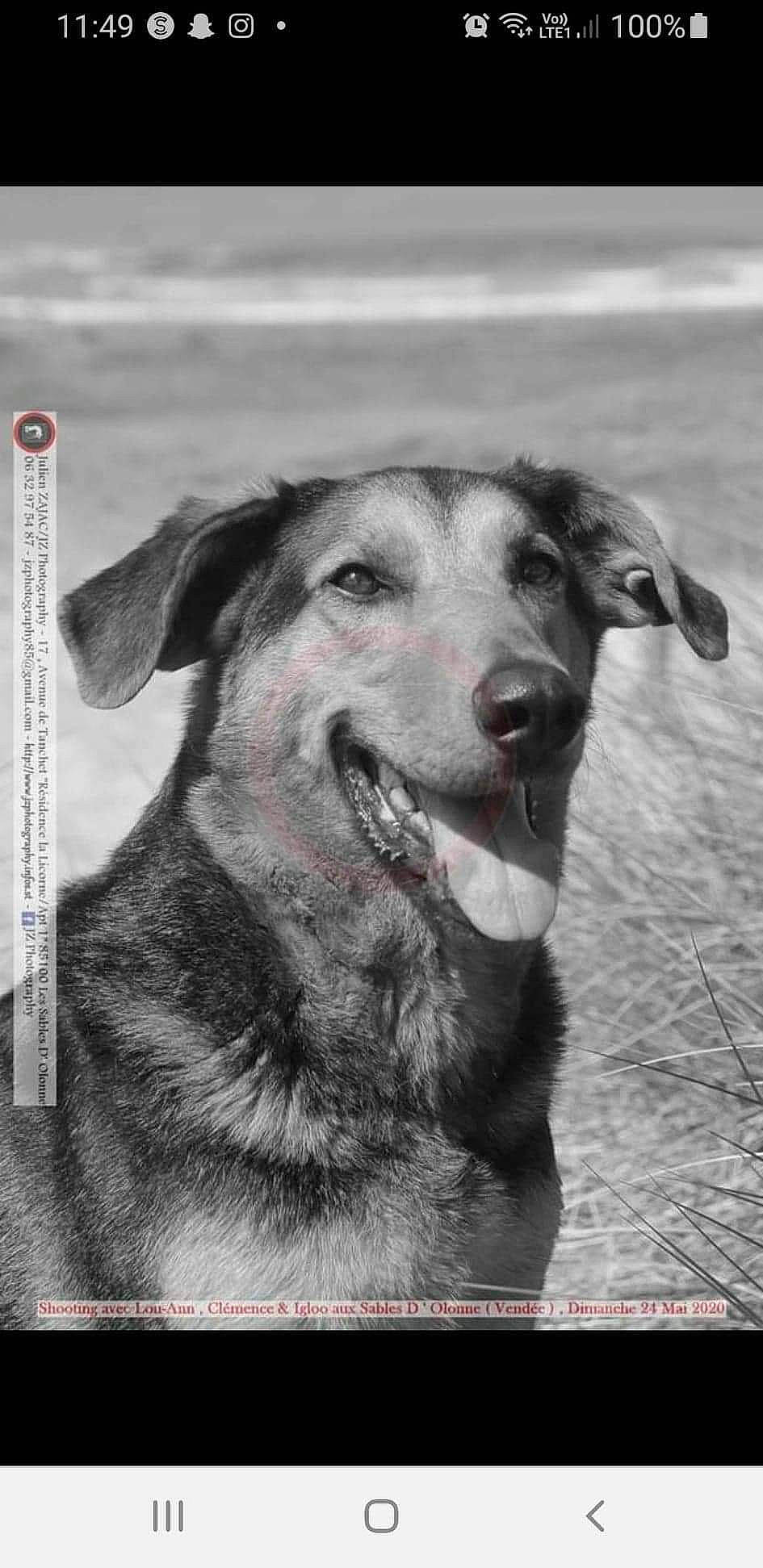 Igloo participe au concours pour gagner de l'argent avec cette photo : ancient_dog_breeds, art, black_and_white, canidae, carnivore, collar, companion_dog, dog, dog_breed, fur, monochrome, monochrome_photography, photography, snout, sporting_group, style, terrestrial_animal, whiskers, working_animal, working_dog