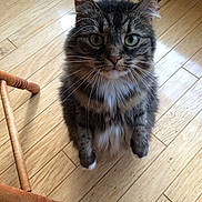 Lucy is registered to the contest to win money with this photo: cat, tabby, fluffy, green_eyes, whiskers, wooden_floor, chair_leg, indoor, pet, feline, curious, sitting, closeup, fur, domestic_animal, animal, cute, portrait, looking_up, household
