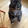 cat, tabby, fluffy, green_eyes, whiskers, wooden_floor, chair_leg, indoor, pet, feline, curious, sitting, closeup, fur, domestic_animal, animal, cute, portrait, looking_up, household
