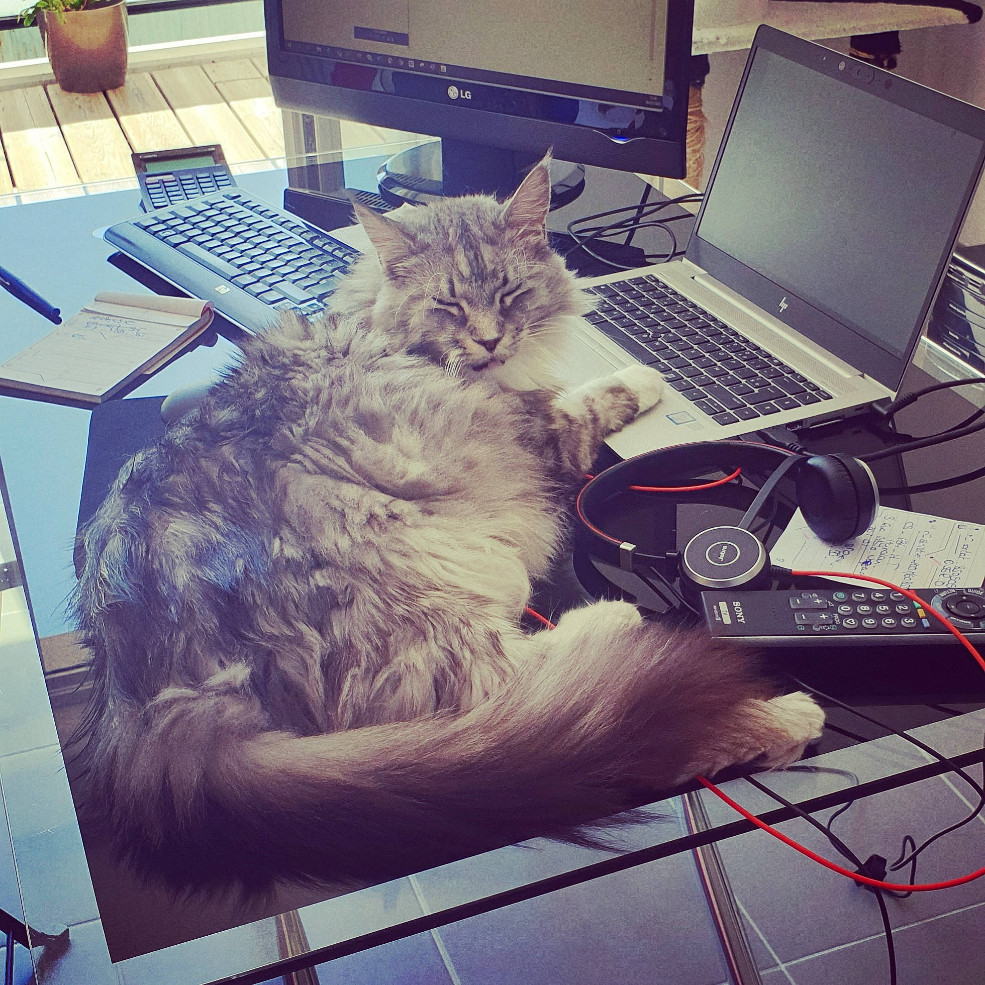 Looki a rejoint le concours — aidez-le/la à gagner de superbes lots ! asian, carnivore, cat, desk, domestic_short_haired_cat, ear, european_shorthair, felidae, fur, furniture, kitten, lap, personal_computer, sitting, small_to_medium_sized_cats, snapshot, square, technology, whiskers