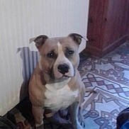 Iron a rejoint le concours — aidez-le/la à gagner de superbes lots ! dog, canine, sitting, indoors, portrait, pet, short_hair, brown_and_white, white_chest, floppy_ears, looking_at_camera, rug, patterned_floor, wooden_cabinet, wall, home, serious_expression, front_view, animal_photography, black_border