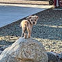 Sophie joined the competition — help win amazing prizes! dog, rock, outdoor, gravel, fence, concrete, sunlight, curious, scruffy, small_dog, standing, looking_back, garden, decoration, shadow, texture, nature, pet, animal, daylight