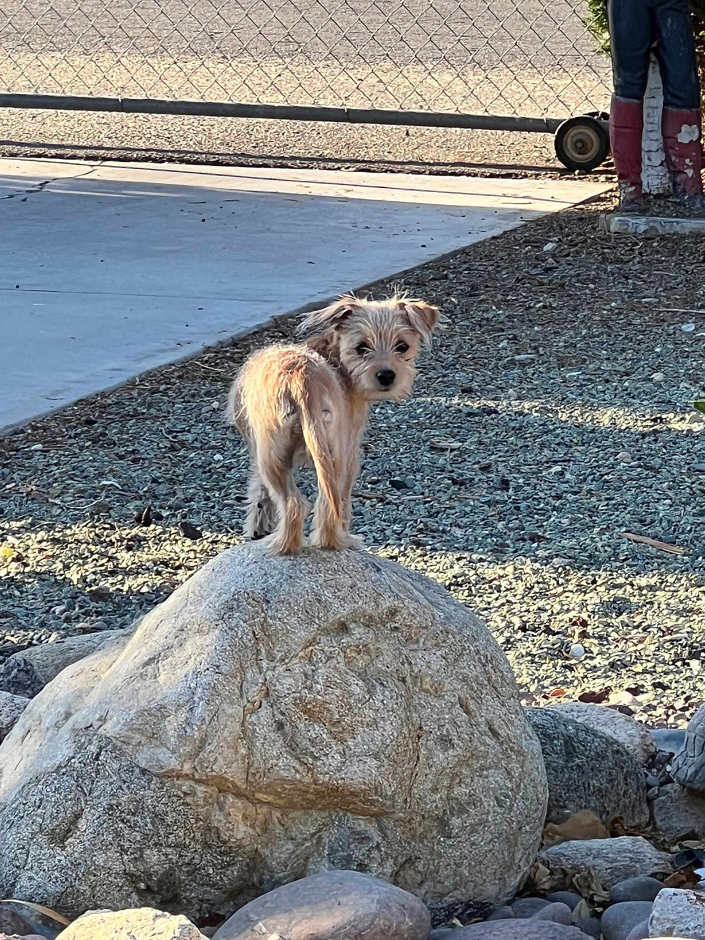 Sophie joined the competition — help win amazing prizes! dog, rock, outdoor, gravel, fence, concrete, sunlight, curious, scruffy, small_dog, standing, looking_back, garden, decoration, shadow, texture, nature, pet, animal, daylight