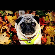 Lewis participe au concours pour gagner de l'argent avec cette photo : adorable, animal, autumn, black_face, brown, closeup, collar, cute, dog, fall_leaves, fur, leaves, looking_up, nature, outdoor, pet, pug, seasonal, small_dog, yellow_harness