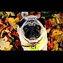 adorable, animal, autumn, black_face, brown, closeup, collar, cute, dog, fall_leaves, fur, leaves, looking_up, nature, outdoor, pet, pug, seasonal, small_dog, yellow_harness