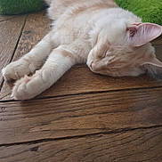 Simba a rejoint le concours — aidez-le/la à gagner de superbes lots ! animal, cat, closeup, cozy, cream_colored, cute, ear, feline, fur, green_cushion, home, indoor, paw, peaceful, pet, relaxation, rest, sleeping, whiskers, wooden_floor