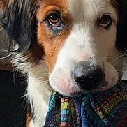Poupinette participe au concours pour gagner de l'argent avec cette photo : animal, brown_and_white, closeup, cloth, colorful, companion, cute, dog, domestic, ears, eyes, fur, indoor, looking_up, mischievous, mouth, patterned_cloth, pet, portrait, snout