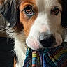 animal, brown_and_white, closeup, cloth, colorful, companion, cute, dog, domestic, ears, eyes, fur, indoor, looking_up, mischievous, mouth, patterned_cloth, pet, portrait, snout