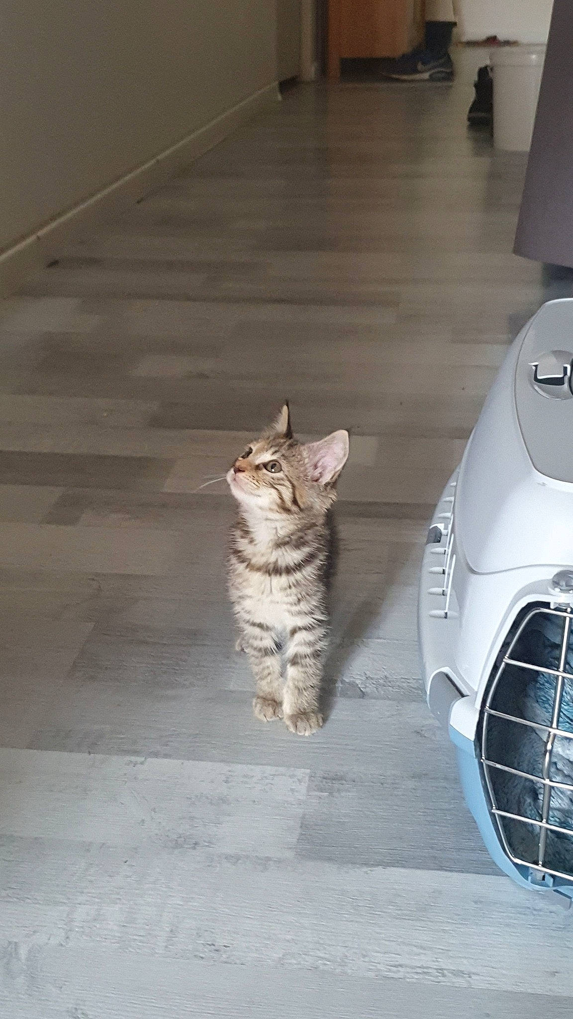 Gaya participe au concours pour gagner de l'argent avec cette photo : automotive_lighting, automotive_tire, carnivore, cat, domestic_short_haired_cat, felidae, floor, flooring, grey, grille, hardwood, home_appliance, hood, output_device, road_surface, small_to_medium_sized_cats, tail, vehicle_door, whiskers, wood