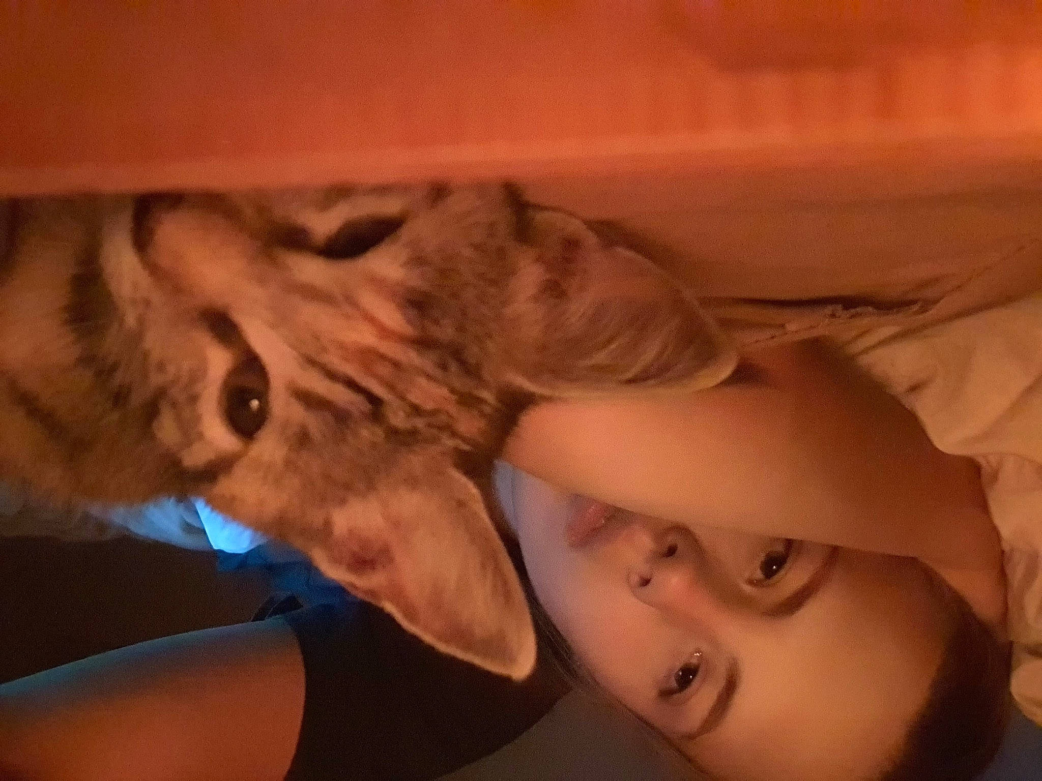 Gaya participe au concours pour gagner de l'argent avec cette photo : carnivore, cat, comfort, domestic_short_haired_cat, ear, fawn, felidae, fun, fur, gesture, happy, headgear, human_body, human_leg, iris, jaw, leg, mouth, small_to_medium_sized_cats, whiskers