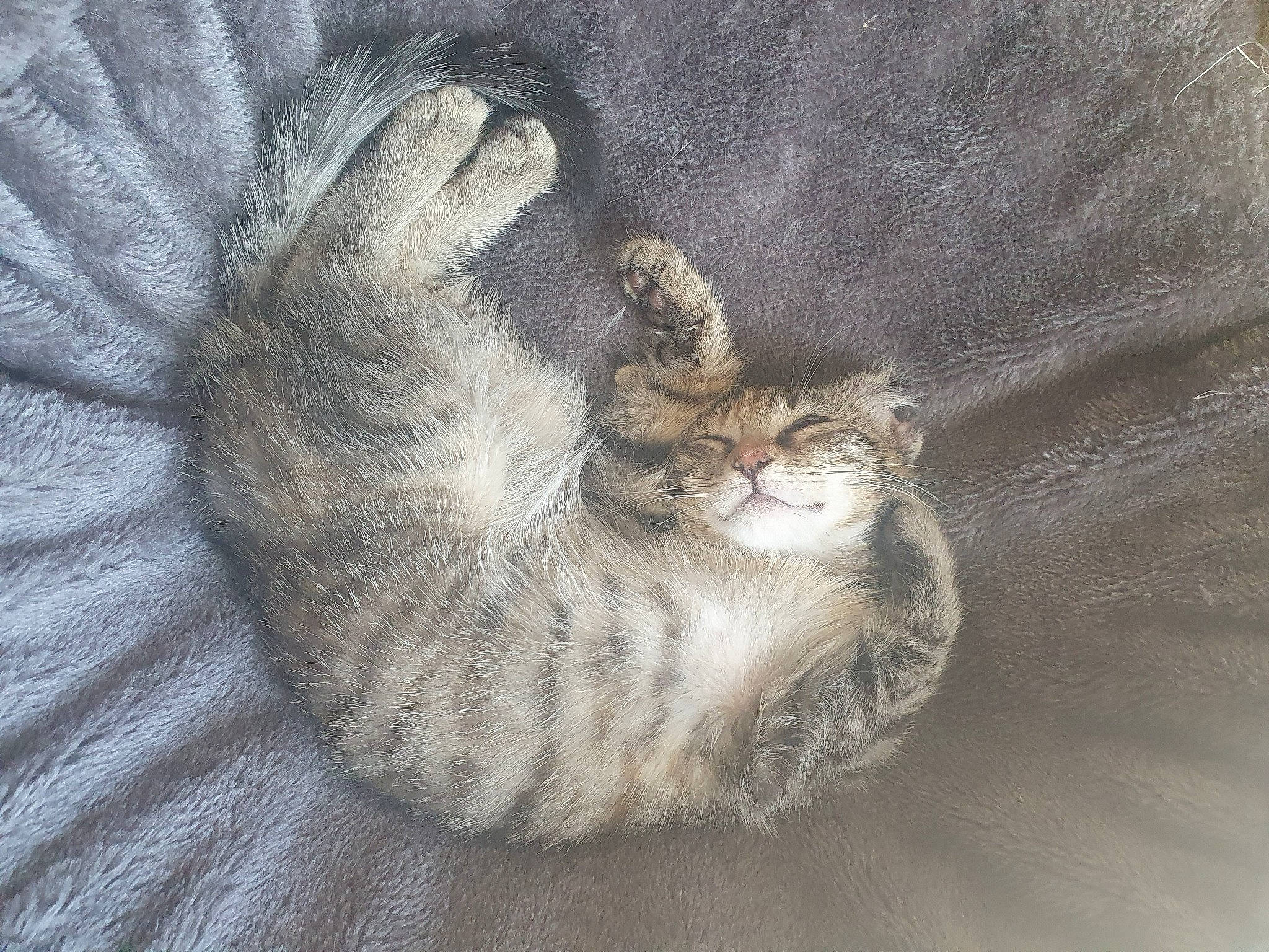 Gaya a rejoint le concours — aidez-le/la à gagner de superbes lots ! carnivore, cat, claw, comfort, domestic_short_haired_cat, felidae, fur, grey, nap, paw, sleep, small_to_medium_sized_cats, snout, tail, terrestrial_animal, whiskers, wildlife, window