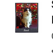 Butch is registered to the contest to win money with this photo: cat, black_and_white, fluffy, christmas_tree, holiday_lights, indoor, pet, animal, sitting, decorations, festive, feline, cute, portrait, domestic, fur, christmas, tree, colorful, cozy