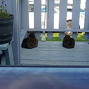 Sassy And Missy is registered to the contest to win money with this photo: animal, back_view, blue_paint, car, cat, daylight, fence, green_grass, nature, outdoor, pet, plant_pot, porch, quiet, railing, relaxed, resting, sitting, two_animals, wooden_floor