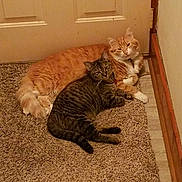 Crusier And Missy is registered to the contest to win money with this photo: cat, two_cats, ginger_cat, tabby_cat, carpet, door, indoor, pets, sleeping, resting, feline, animal, cute, cozy, snuggling, floor, collar, whiskers, fur, relaxed