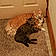 Crusier And Missy