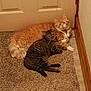 cat, two_cats, ginger_cat, tabby_cat, carpet, door, indoor, pets, sleeping, resting, feline, animal, cute, cozy, snuggling, floor, collar, whiskers, fur, relaxed