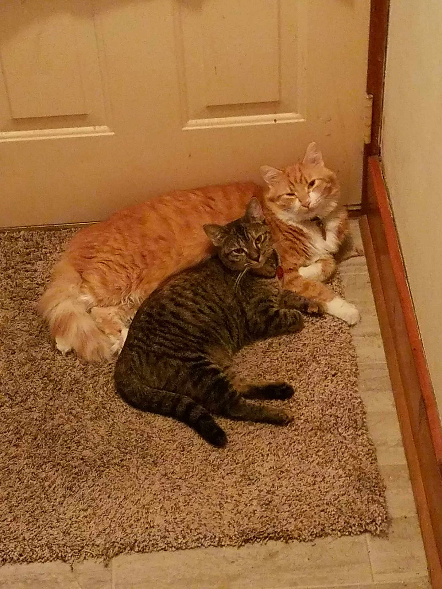 Crusier And Missy is registered to the contest to win money with this photo: cat, two_cats, ginger_cat, tabby_cat, carpet, door, indoor, pets, sleeping, resting, feline, animal, cute, cozy, snuggling, floor, collar, whiskers, fur, relaxed