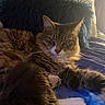Saidey joined the competition — help win amazing prizes! animal, bed, blue_pillow, cat, cozy, cute, domestic_cat, feline, fur, indoor, mammal, paw, pet, pillow, relaxed, resting, sleepy, tabby_cat, whiskers, yellow_pillow