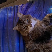 Saidey is registered to the contest to win money with this photo: animal, bedroom, blanket, blue, cat, closeup, comfort, cozy, feline, fur, home, indoor, pet, relaxed, resting, sleepy, soft, stars, tabby, whiskers