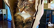 Saidey joined the competition — help win amazing prizes! animal, cat, cozy, curious, cute, domestic_cat, fur, furniture, green_eyes, home, household, indoor, kitchen, paper_bag, paws, pet, relaxed, tabby_cat, whiskers, wooden_floor