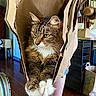 animal, cat, cozy, curious, cute, domestic_cat, fur, furniture, green_eyes, home, household, indoor, kitchen, paper_bag, paws, pet, relaxed, tabby_cat, whiskers, wooden_floor