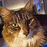 Saidey joined the competition — help win amazing prizes! animal, background_blur, brown_fur, cat, close_up, ears, face, feline, fluffy_fur, green_eyes, indoor, mammal, nose, pet, portrait, relaxed, soft_light, tabby_cat, whiskers, white_fur