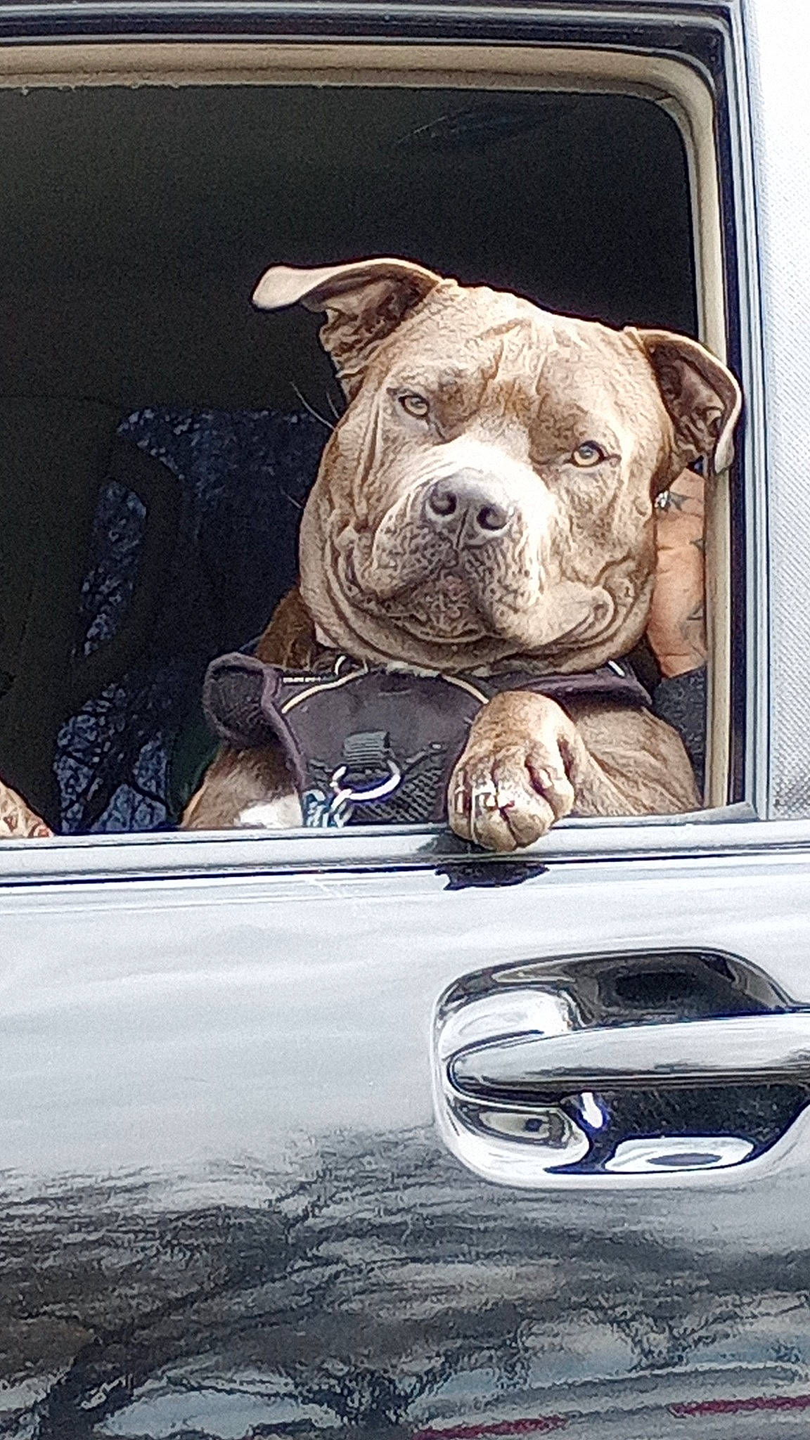 Gorda joined the competition — help win amazing prizes! automotive_design, automotive_exterior, automotive_fog_light, automotive_lighting, automotive_mirror, car, carnivore, companion_dog, dog, dog_breed, fawn, grille, hood, motor_vehicle, personal_luxury_car, snout, vehicle_door, windscreen_wiper, windshield, wrinkle