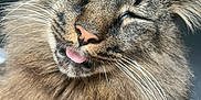 Rick joined the competition — help win amazing prizes! animal, cat, close_up, cute, domestic_cat, face, feline, fluffy, fur, indoor, muzzle, pet, portrait, relaxed, resting, sleepy, soft_texture, tabby_cat, tongue_out, whiskers
