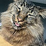 animal, cat, close_up, cute, domestic_cat, face, feline, fluffy, fur, indoor, muzzle, pet, portrait, relaxed, resting, sleepy, soft_texture, tabby_cat, tongue_out, whiskers