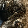 Rick joined the competition — help win amazing prizes! animal, carpet, cat, closeup, cute, domestic, eyes, feline, fluffy, fur, indoor, lying_down, mammal, pet, playful, relaxed, resting, soft, tabby, whiskers