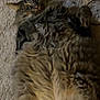 Rick is registered to the contest to win money with this photo: animal, carpet, cat, cute, domestic, ears, feline, fluffy, fur, home, indoor, lying_down, mammal, pet, playful, relaxed, resting, surprised, whiskers, wide_eyes