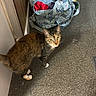 Clairbell joined the competition — help win amazing prizes! cat, tabby, feline, pet, animal, standing, looking_at_camera, ears, whiskers, striped_fur, brown_fur, green_eyes, white_paws, carpet, indoor, hallway, bag, backpack, door, home