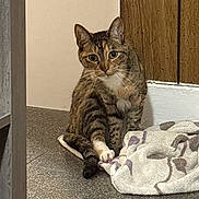 Clairbell is registered to the contest to win money with this photo: cat, tabby, pet, animal, feline, sitting, portrait, whiskers, ears, green_eyes, striped_fur, white_paw, blanket, indoor, hallway, floor, wood_paneling, doorway, carpet, photography